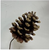 AUSTRICA GOLD 6" WOOD PICK  2-3" CONES