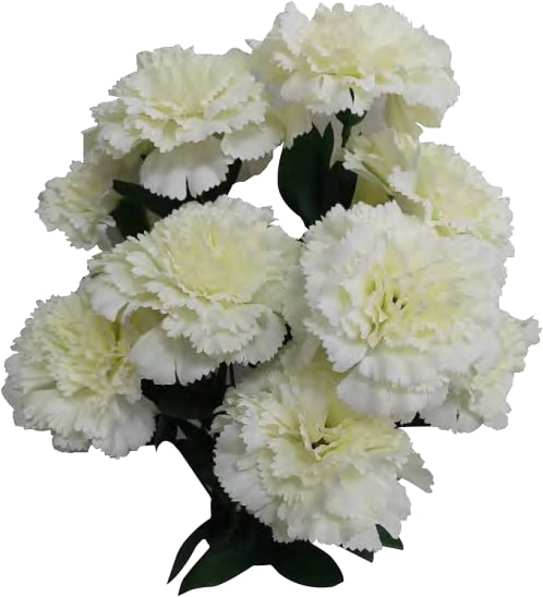 81230 CREAM 17" CARNATION BUSH X 11 PK 12