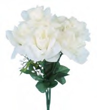 B0775 CREAM OPEN ROSE BUSH x 7 PK 12