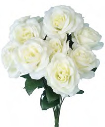 30388CRM OPEN ROSE BUSH X 12 PK 12