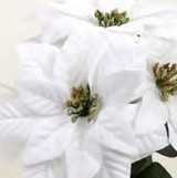 CP3715 CREAM 15" VELVET POINSETTIA BUSH x 5 PK 12