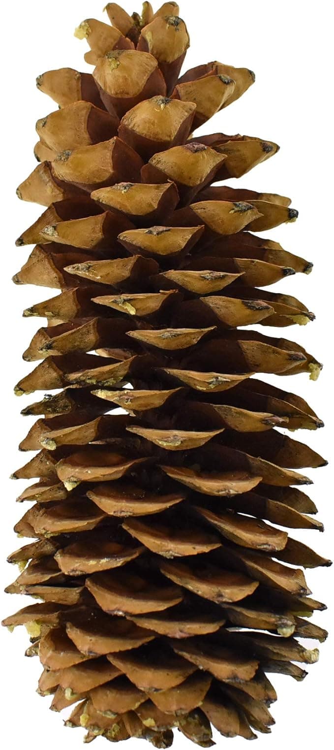 G48 8030 Sugar Natural