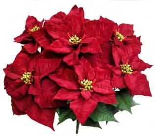GPB928 BURG LARGE VELVET POINSETTIA BUSH X 7 PK 12