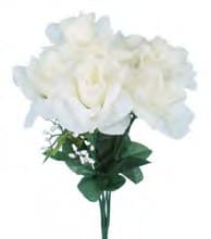 B0775 CREAM OPEN ROSE BUSH x 7 PK 12