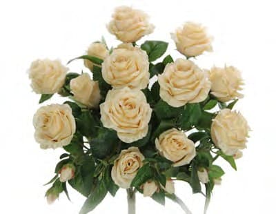 GPB7338-CHMP ROSE BUSH X 5 W/15 FLOWERS PK 6