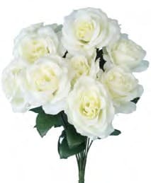 30388CRM OPEN ROSE BUSH X 12 PK 12