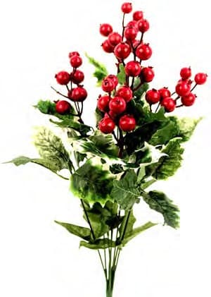 GPB19806-VAR HOLLY BUSH W/ BERRY X 6 PK 12